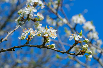 Ein Zweig mit Blüten an Obstbaum / Blühender Apfelbaum im Frühling vor blauem Himmel