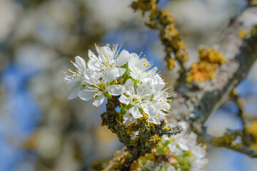 Makro / Detail: Blüten an einem blühenden Obstbaum im Frühling