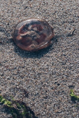 dead jellyfish on the beach