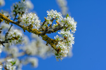 Blüten an Obstbaum / Blühender Apfelbaum im Frühling vor einem blauen Himmel