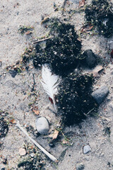 close up of the beach algae