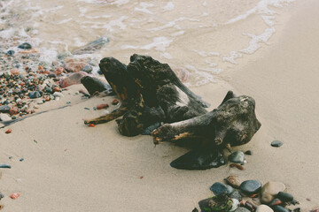 old trunk on the beach