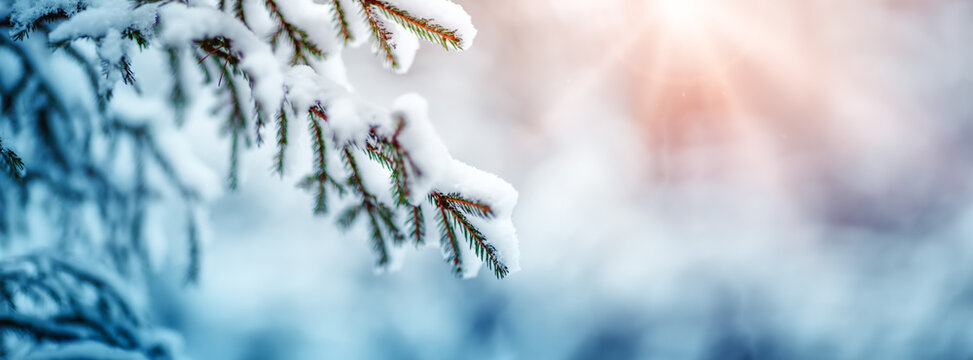 Fir-tree covered with snow in the winter fairy forest