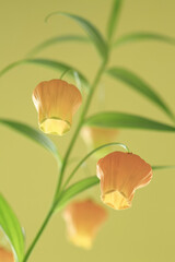 鈴型の花