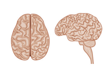 Human brain. Top view and side view. Anatomy, nervous system. Vector illustration