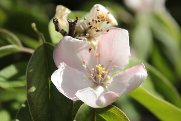 Flor morada primaveral, Purple Spring Flower in Bloom