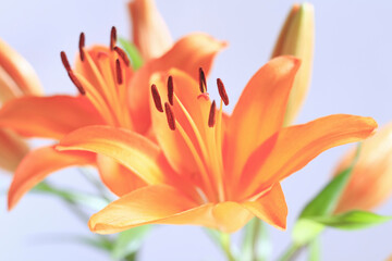 Fototapeta premium 花ユリ