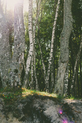 in the woods