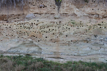 bird nests