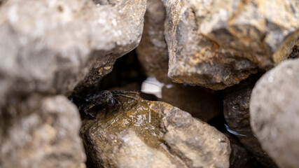 the crab hid in the rocks