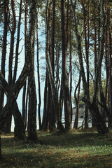 trees in the forest