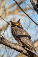 Great horned owl perched on tree branch at sunset