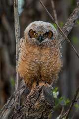 Great Horned Owl nestling perched on tree branch