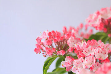 花カルミア
