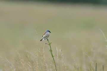 Red backed shrike female sitting on a blade of grass in a bush