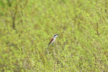 Red backed shrike sits and observes the surroundings in a dense green bush