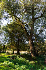 Beautiful autumn Trees around River Sazava from the central Czech 