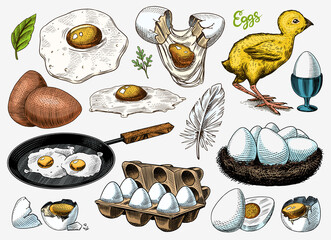 Eggs and chick, farm product, scrambled omelette, packing and nest. Engraved hand drawn vintage sketch. Woodcut style. Vector illustration for menu or poster.