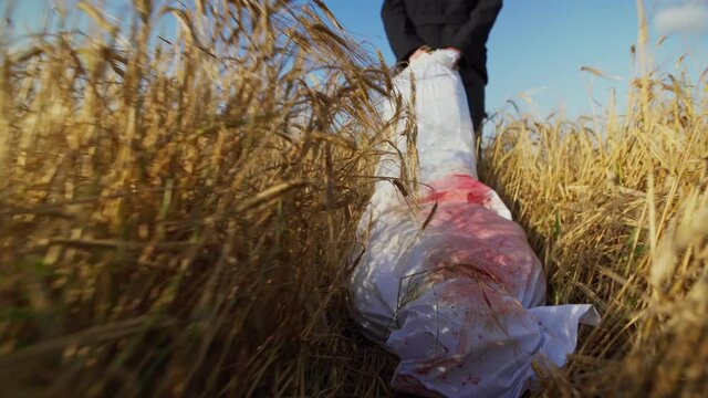 Anonymous killer dragging bleeding dead body in white bag through wheat field back view follow shot, spooky Halloween concept