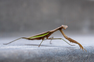 praying mantis on concrete