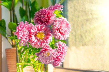 Pink asters in a vase on the table at home.