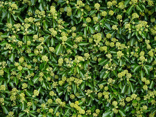 The evergreen ivy Hedera Hibernica Arbori Compact in autumn. Common in English hedgerows and also known as Atlantic Ivy and Irish Ivy Arbori Compact. 