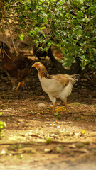 Hen under the tree  in the farm