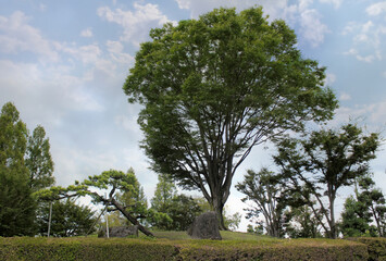 青空と一本の大きな木