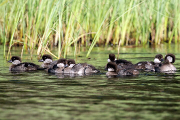 common goldeneye litter