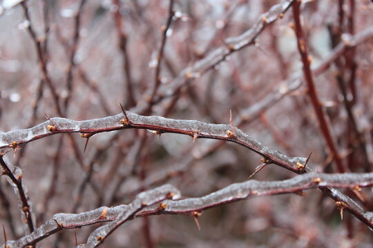 Ice Storm Frozen Thorn Bush 