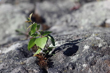 growing on rock