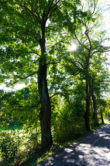 Beautiful autumn Trees around River Sazava from the central Czech 