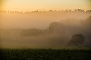 Thick mystical fog over a green forest. Juicy grass.