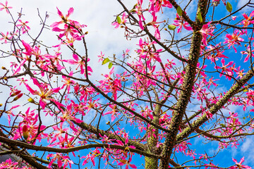 Pink flower, Chorisia Speciosa, Kapok Tree