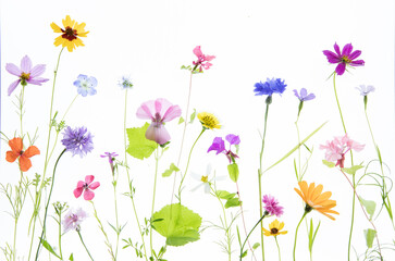 Obraz na płótnie Canvas Original artistic photograph of multicolored wildflowers backlit against a bright white background