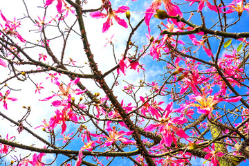 Pink flower, Chorisia Speciosa, Kapok Tree