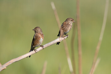 Common Linnet garden bird juveniles.