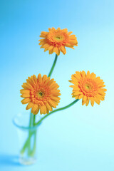 Naklejka premium ガーベラ