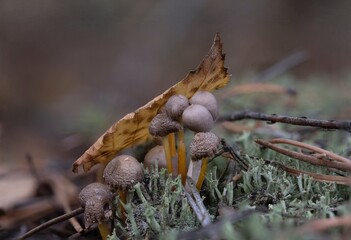 beautiful gifts of the autumn forest