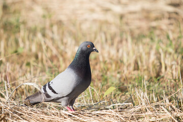 A pigeon perched in the field.