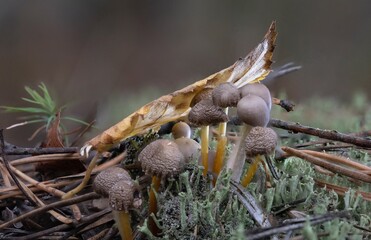 beautiful gifts of the autumn forest