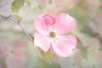 Fototapeta na wymiar Original botanical close up photograph of a single pink dogwood flower on a tree branch 