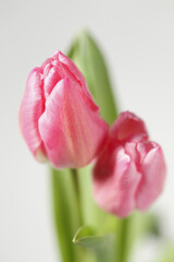 Naklejka premium チューリップ