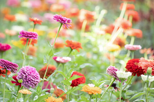 Original botanical photograph of a field of multi colored zinnia flowers in the garden