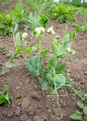 Green shoots of young organic peas.