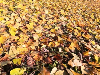 fallen autumn leaves