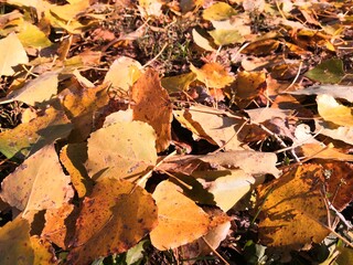 fallen autumn leaves