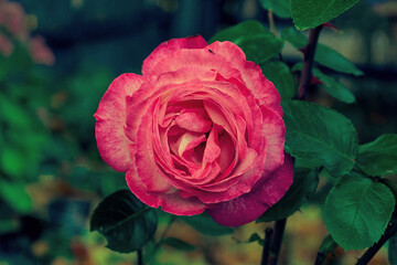 single red rose