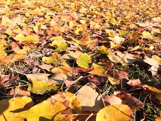autumn leaves background