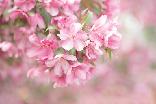 Original botanical photograph of a branch heavy with pink dogwood blooms against a soft pink background